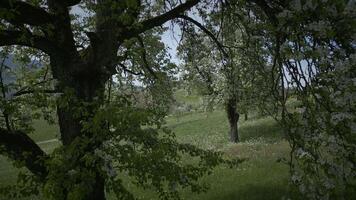 Frühling Blumen Blühen im Blumen- Landschaft Landschaft draußen video