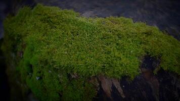 Close up of terrestrial plant moss on a rock in natural landscape video