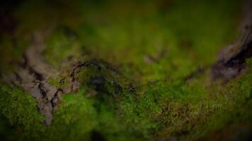 Terrestrial plant, green moss on wood trunk in natural forest landscape video