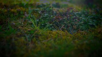 Blurry image of a grassy field with moss in a natural landscape video