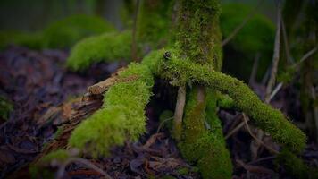 Nahansicht von ein moosbedeckt Baum Kofferraum im ein natürlich Wald Landschaft video