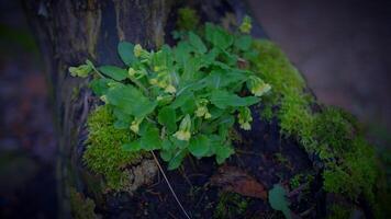 A small terrestrial plant sprouting from a tree stump in the landscape video