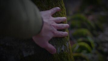 de persoon is voorzichtig aanraken de boom met hun hand- video