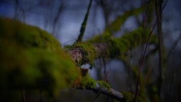 fermer de une couvert de mousse brindille sur une arbre branche dans une Naturel paysage video