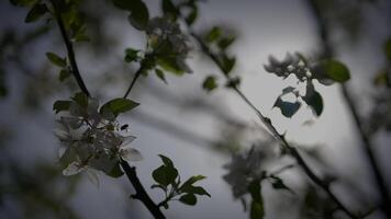 vår blommor blomning i blommig landskap landskap utomhus video