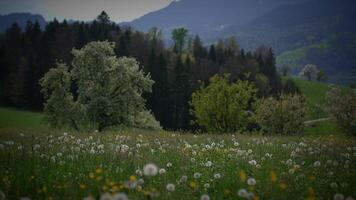 printemps fleurs épanouissement dans floral paysage paysage en plein air video