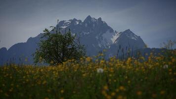 biodiversiteit van natuurlijk bloemen planten in natuur landschap in lente video