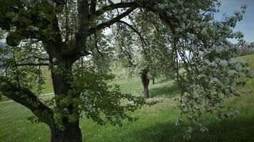 Frühling Blumen Blühen im Blumen- Landschaft Landschaft draußen video