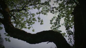 branco flores do uma cereja Flor em uma cereja árvore dentro Primavera estação video