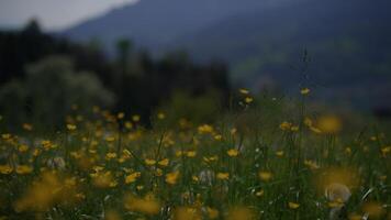 färgrik levande vår blommor blomning på vild gräs fält utanför video