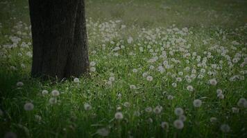 wit bloemen van een kers bloesem Aan een kers boom in voorjaar seizoen video