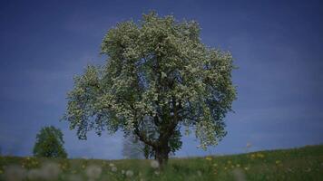 Weiß Blumen von ein Kirsche blühen auf ein Kirsche Baum im Frühling Jahreszeit video