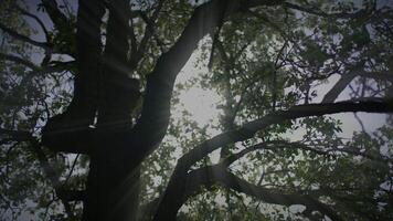 blanco flores de un Cereza florecer en un Cereza árbol en primavera temporada video