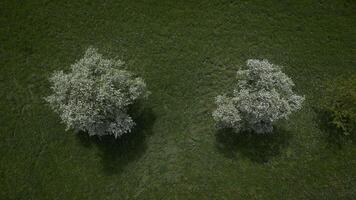 blanco flores de un Cereza florecer en un Cereza árbol en primavera temporada video