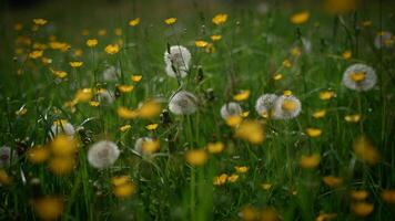 Biodiversität von natürlich Blumen- Pflanzen im Natur Landschaft im Frühling video