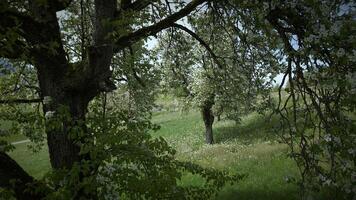 Weiß Blumen von ein Kirsche blühen auf ein Kirsche Baum im Frühling Jahreszeit video