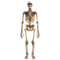 Bone Structure of Human on Transparent background png