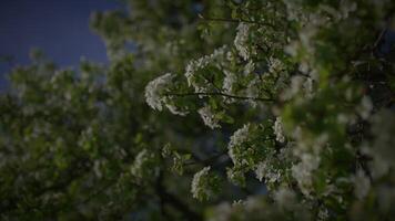 Primavera flores florescendo dentro floral cenário panorama ao ar livre video