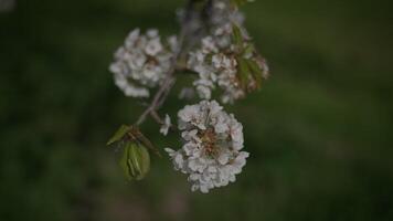 vit blommor av en körsbär blomma på en körsbär träd i vår säsong video