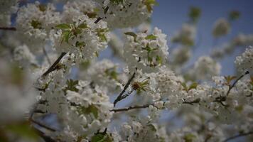 primavera fiori fioritura nel floreale scenario paesaggio all'aperto video