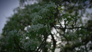 branco flores do uma cereja Flor em uma cereja árvore dentro Primavera estação video