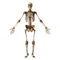 Bone Structure of Human on Transparent background png