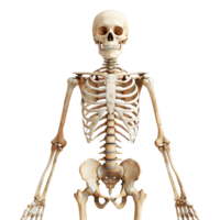 Knochen Struktur von Mensch auf transparent Hintergrund png