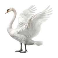 White Swan on Transparent background png