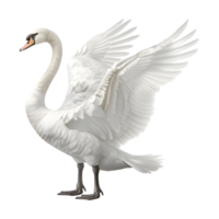 blanco cisne en transparente antecedentes png