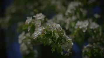 wit bloemen van een kers bloesem Aan een kers boom in voorjaar seizoen video