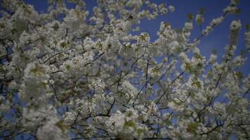 primavera flores floreciente en floral paisaje paisaje al aire libre video