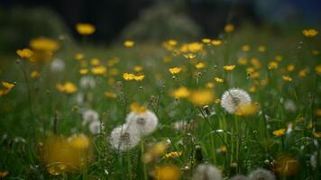 colorato vivido primavera fiori fioritura su selvaggio erba campo al di fuori video