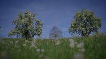 Frühling Blumen Blühen im Blumen- Landschaft Landschaft draußen video