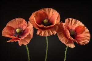 Symbolic red poppies on black background for remembrance and anzac day commemoration photo