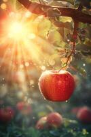 Macro close up of fresh apple with dew drops on tree, wide banner with space for text photo