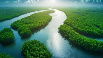 aéreo zumbido ver de mangle bosque capturar co2 para carbón neutralidad concepto foto