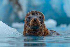 Antarctic seal gracefully swimming in icy waters while sea lion relaxes on the frozen ice photo