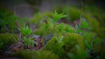 Closeup of moss and plant in serene natural environment video