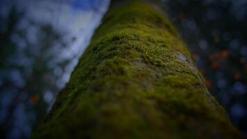 Closeup of mosscovered tree trunk in natural landscape video