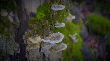 detailopname van boom romp gedekt in champignons en mos, een natuurlijk landschap kunst video