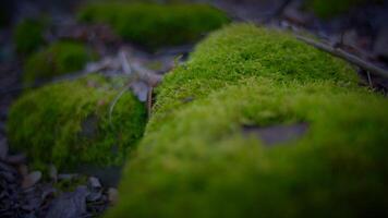 capturando a sereno beleza do coberto de musgo pedras dentro a tranquilo floresta video