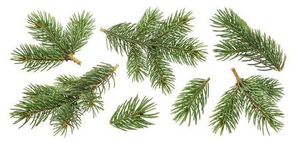 Christmas tree branches isolated on white background photo