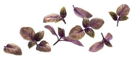 Falling red basil leaves isolated on white background photo