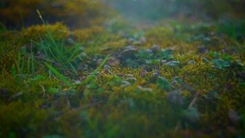 lindo close-ups do musgo e Relva crescendo dentro uma sereno floresta configuração video