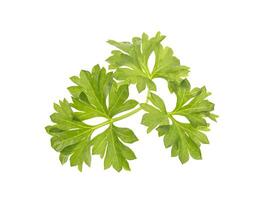 Parsley isolated on white photo