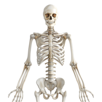 Bone Structure of Human on Transparent background png