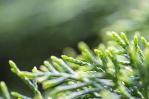 Cypress branch closeup, thuja green tree photo