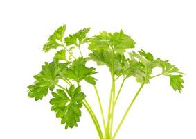 Parsley isolated on white photo