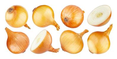 Isolated onion, whole and half of ripe onion on white background photo