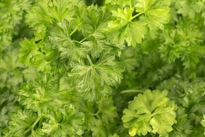 Fresh parsley background photo